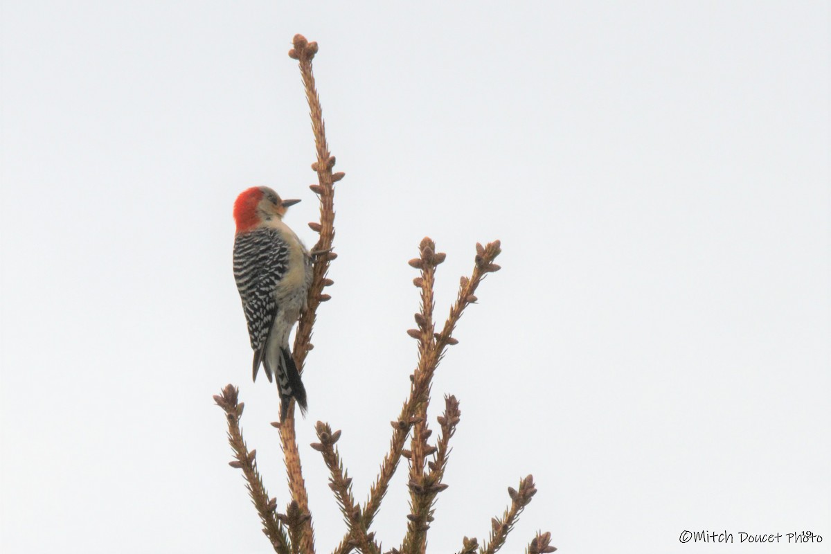 Red-bellied Woodpecker - Mitch (Michel) Doucet