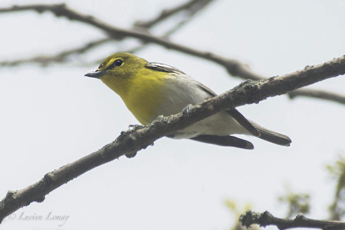 Yellow-throated Vireo - Lucien Lemay