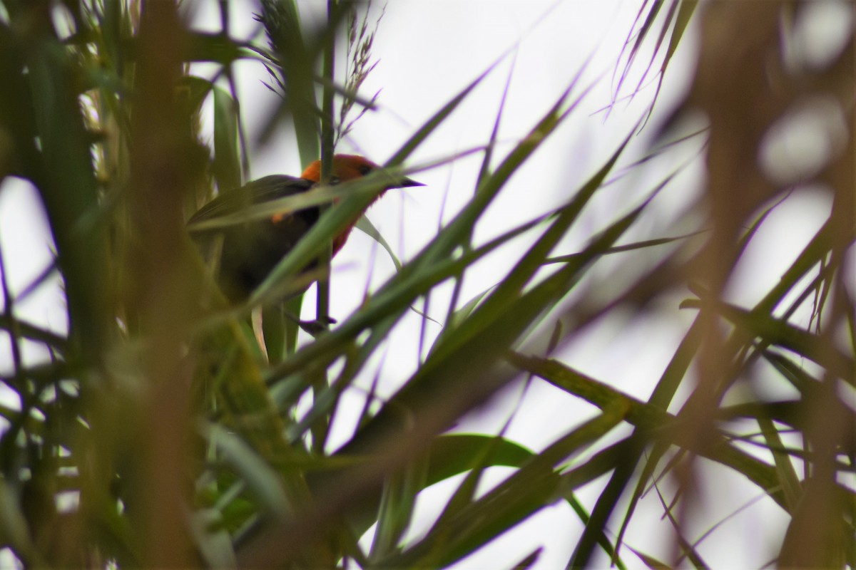 Scarlet-headed Blackbird - ADRIAN GRILLI