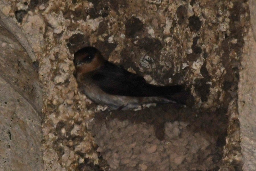 Cave Swallow - Troy Hibbitts