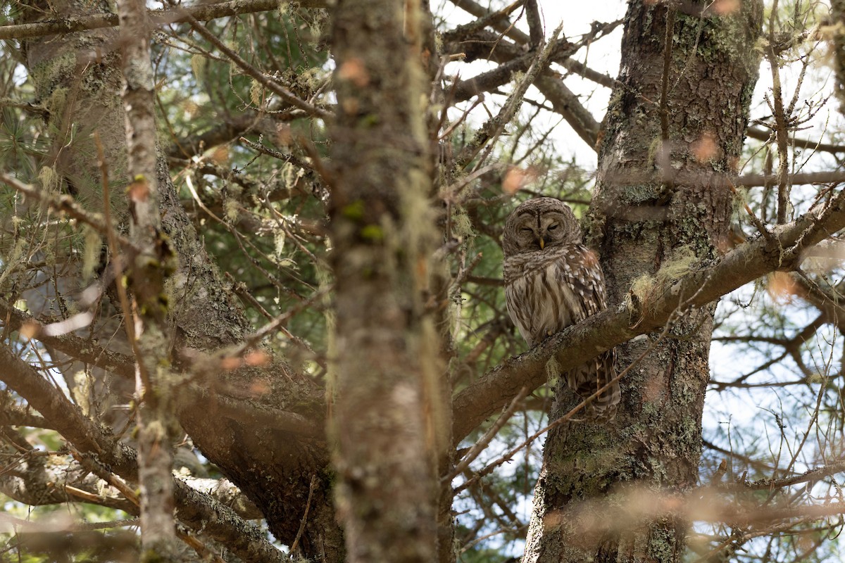 Barred Owl - ML159667211
