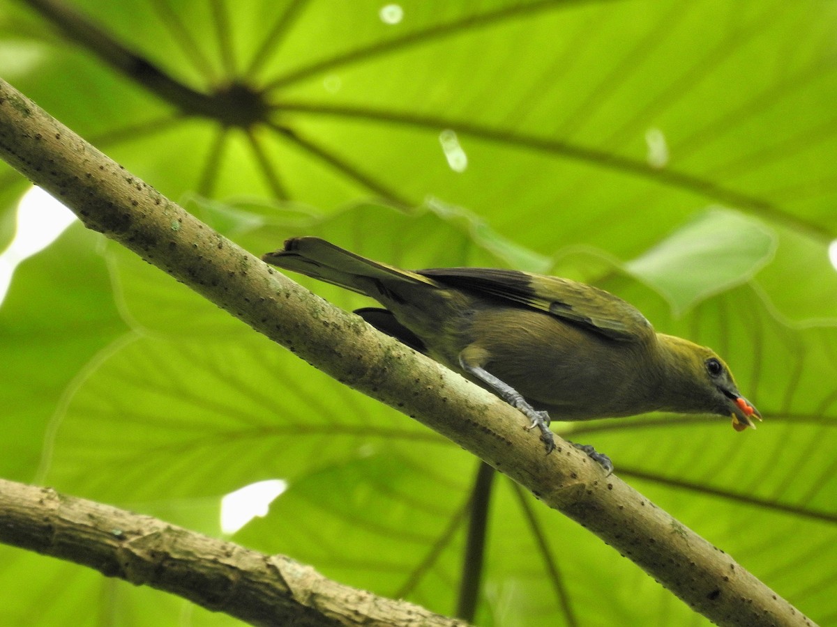Palm Tanager - ML159667731