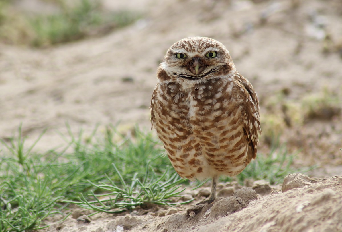 Burrowing Owl - Jared Peck