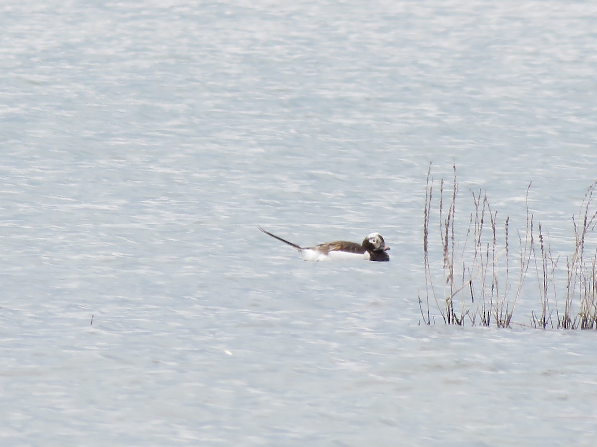 Long-tailed Duck - Jim Mead