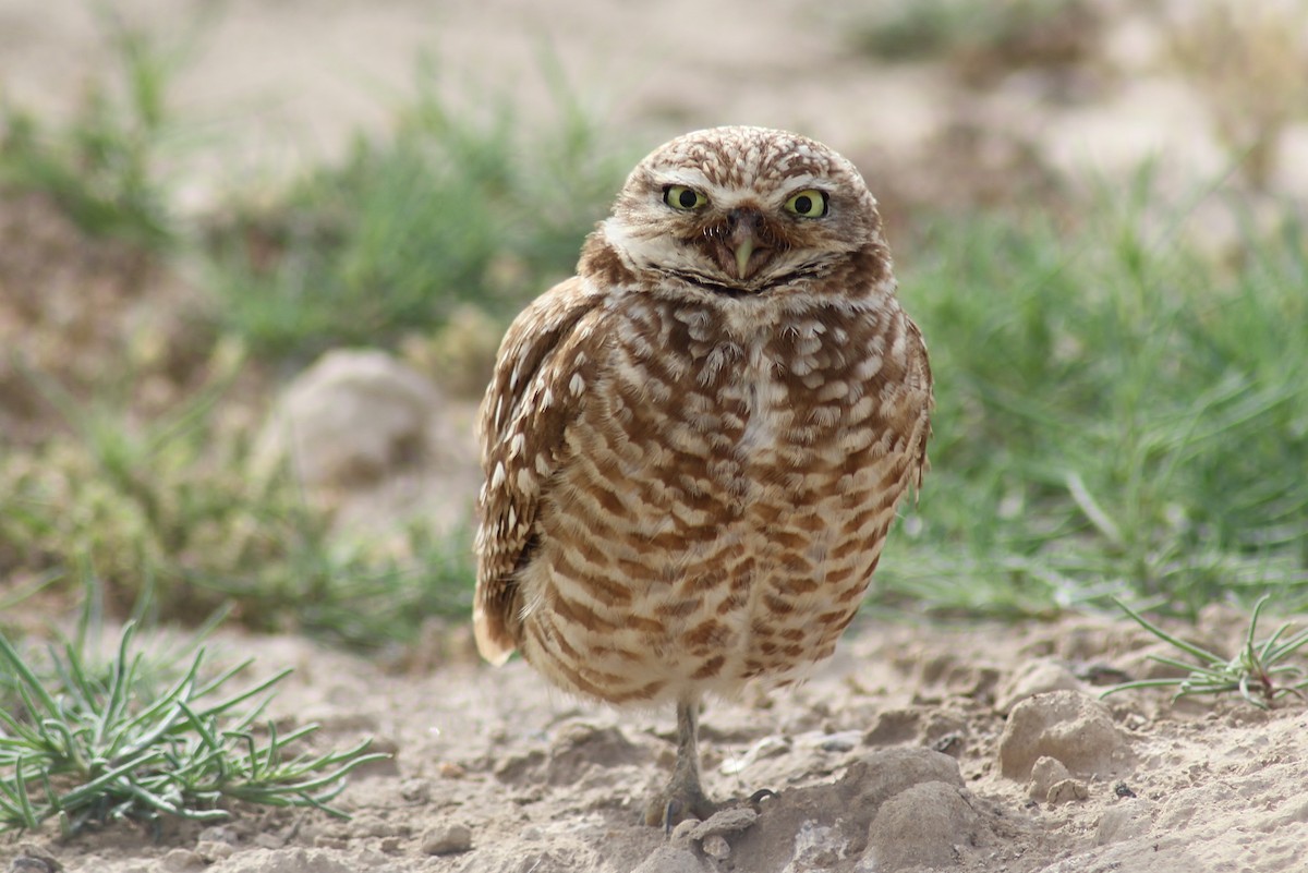 Burrowing Owl - ML159668651