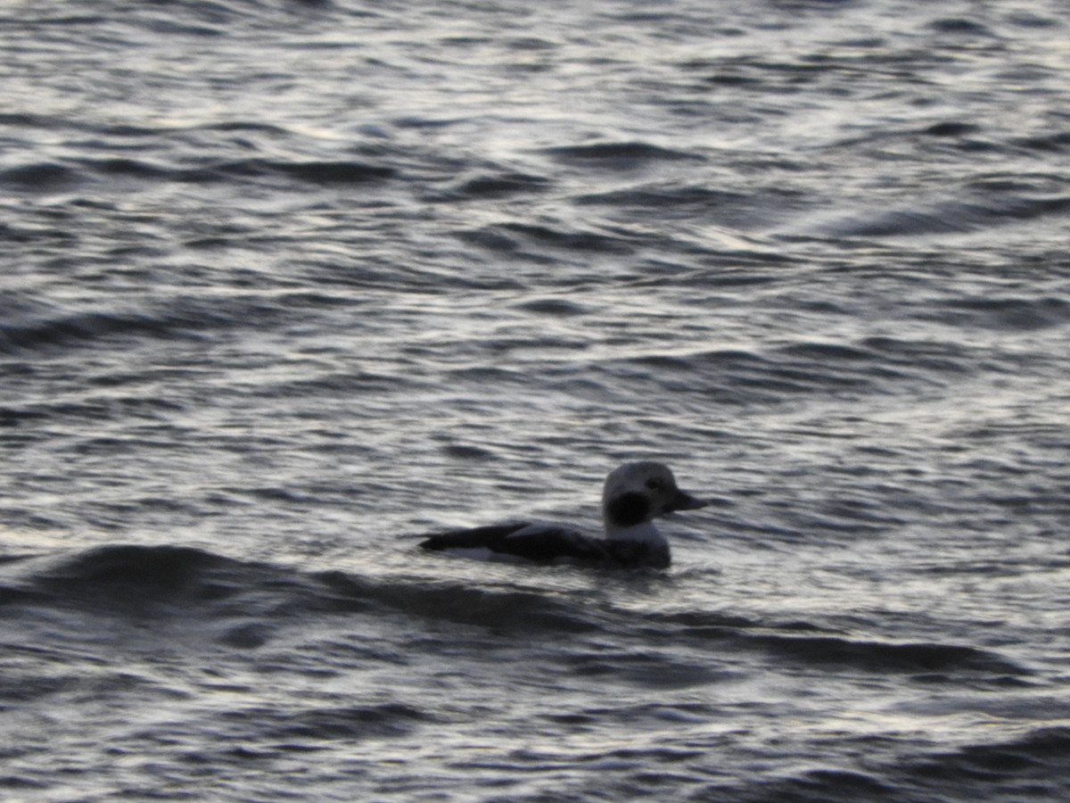 Long-tailed Duck - Brian Vigorito