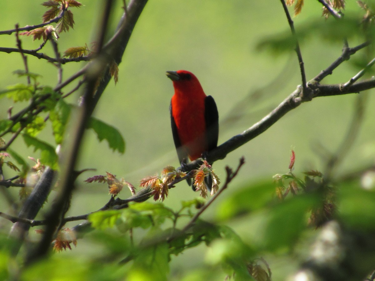 Scarlet Tanager - Tory Pegg
