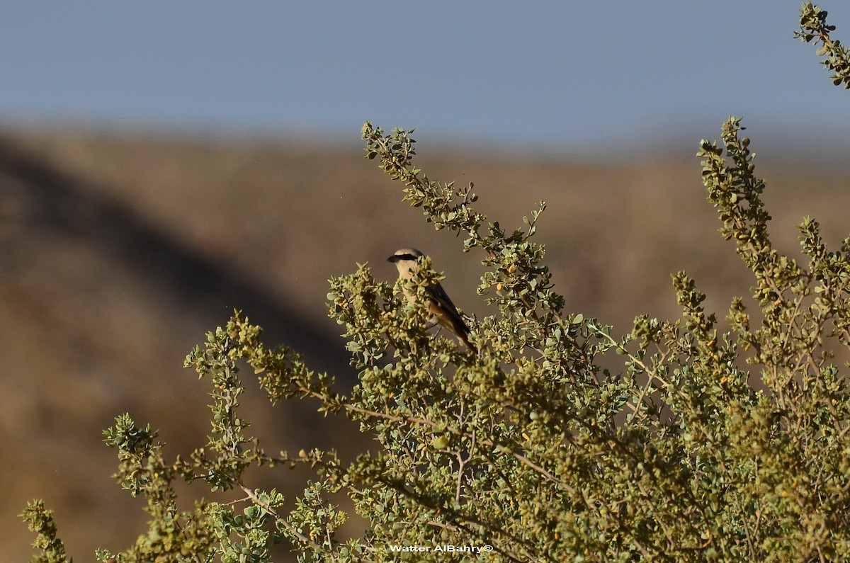 Red-tailed Shrike - Watter AlBahry