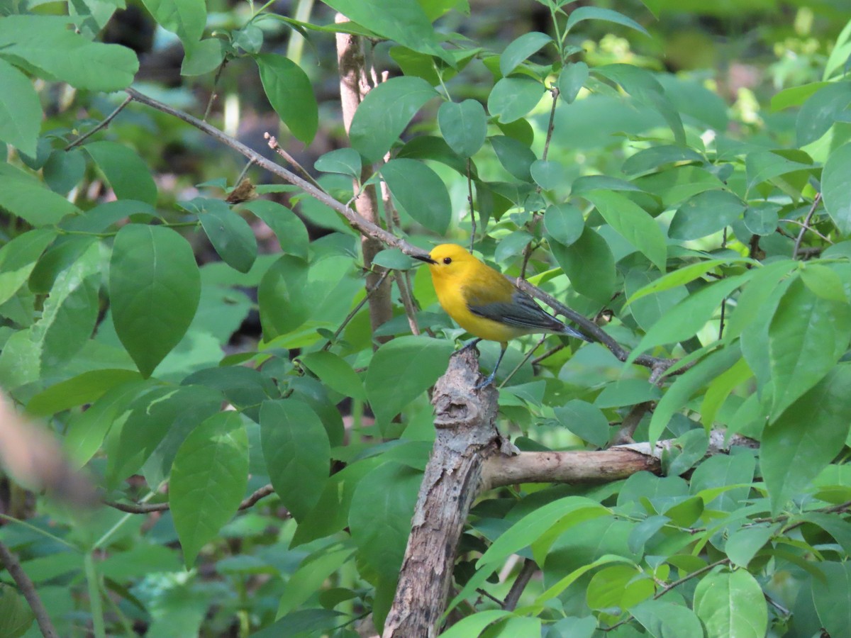 Prothonotary Warbler - ML159677221