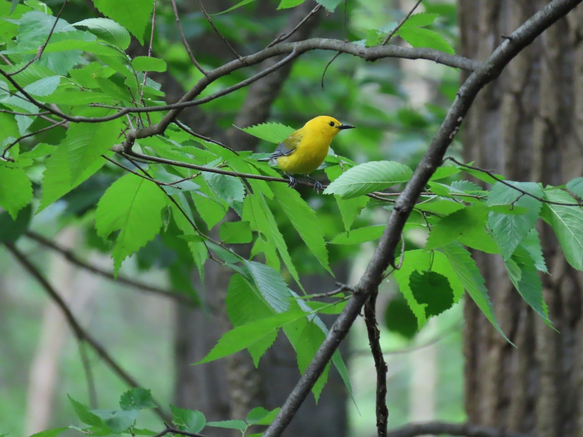 Prothonotary Warbler - Diane Bricmont