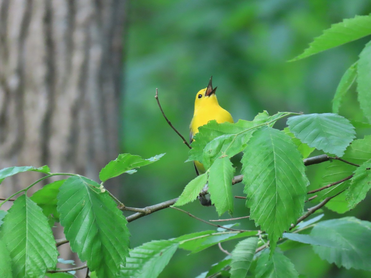 Prothonotary Warbler - ML159677561