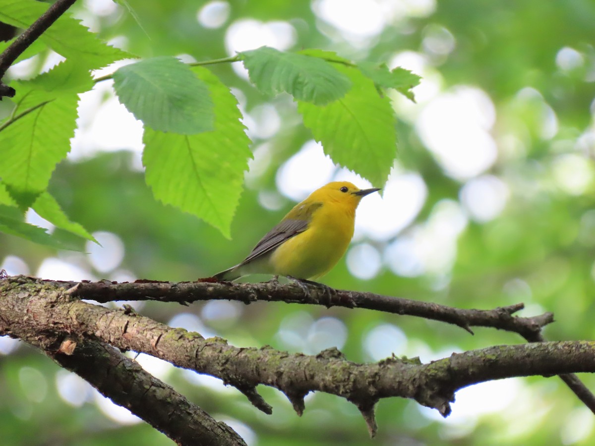 Prothonotary Warbler - ML159677891