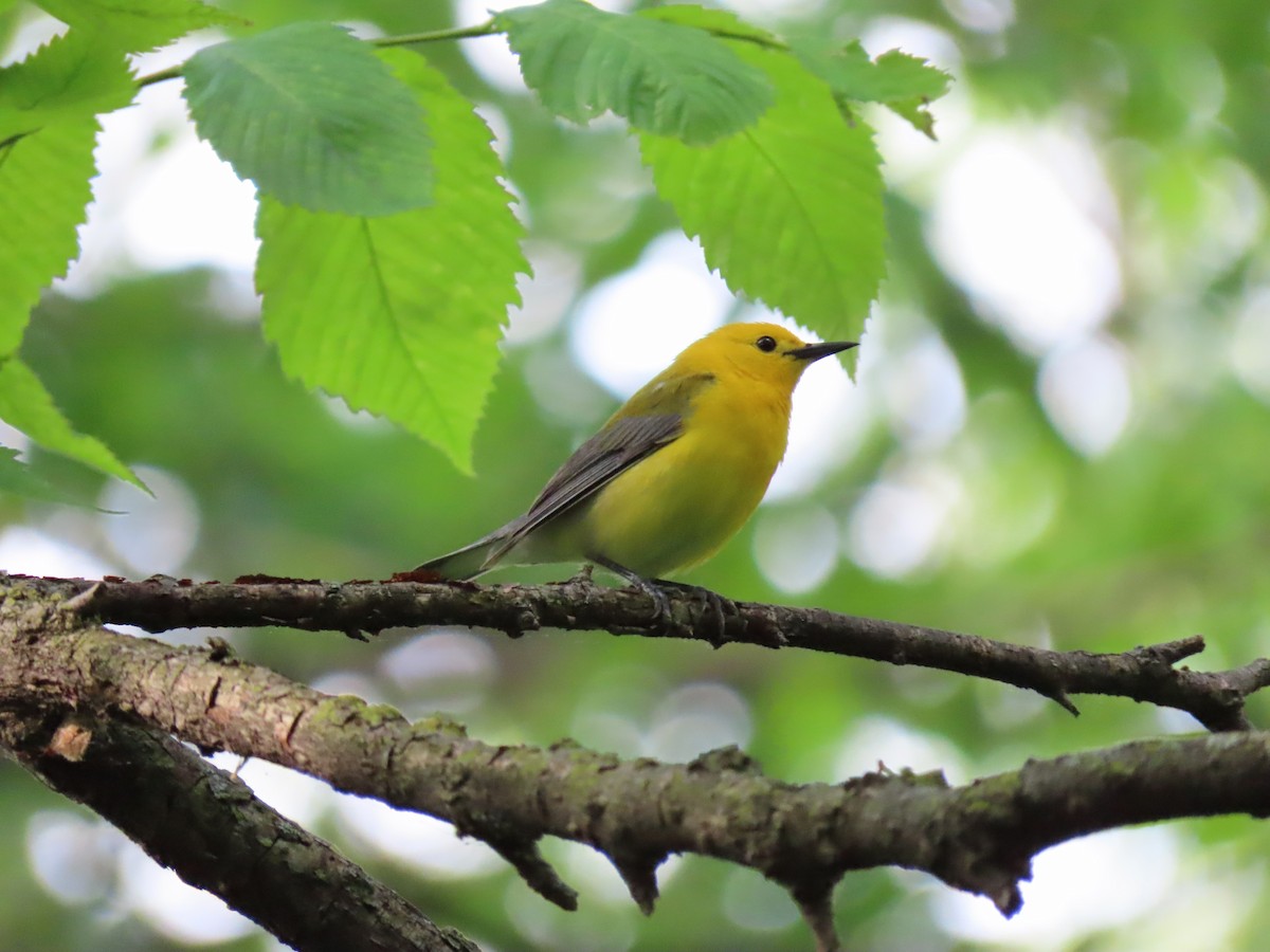 Prothonotary Warbler - ML159678021