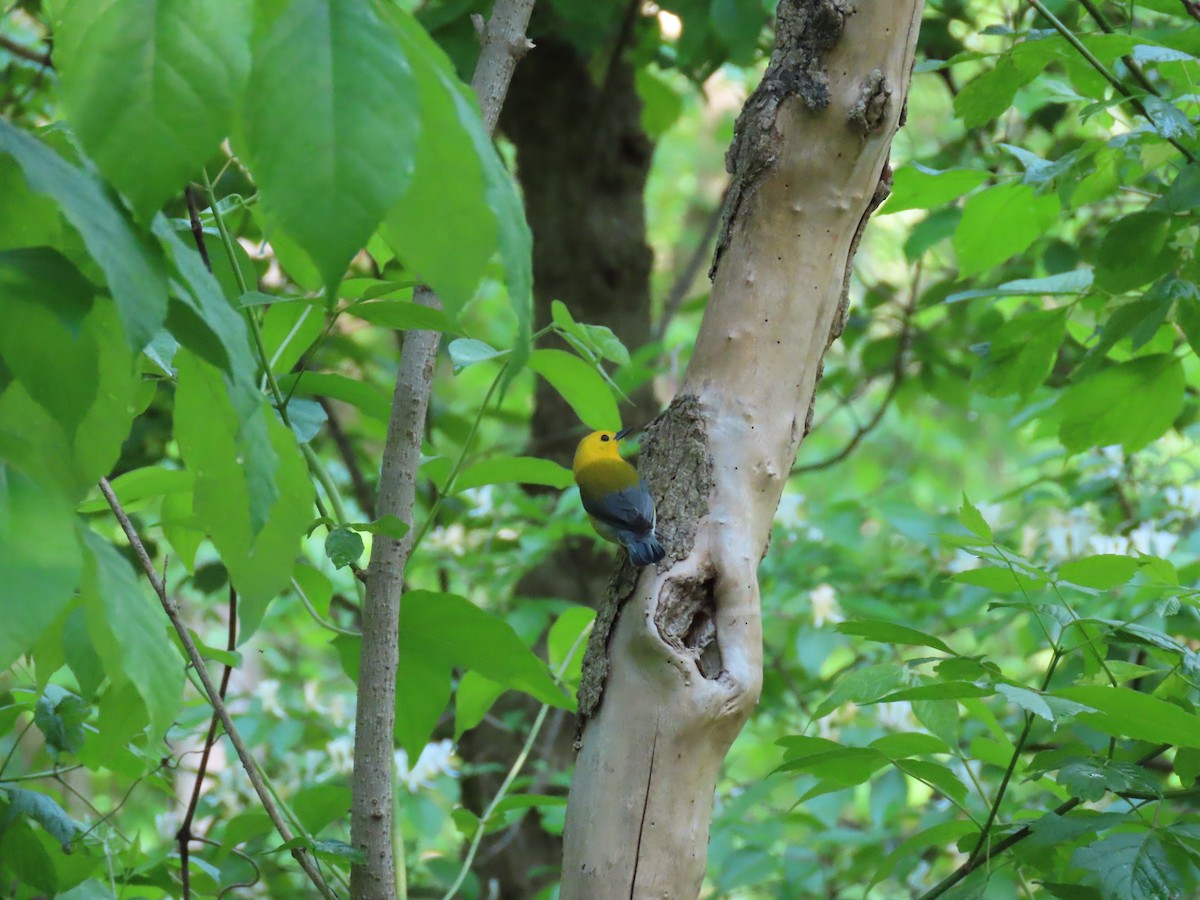 Prothonotary Warbler - ML159680561