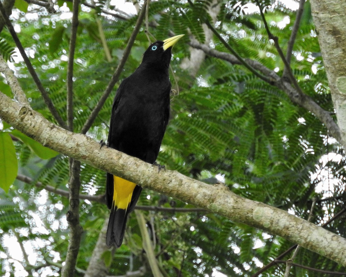 Yellow-rumped Cacique - ML159681321