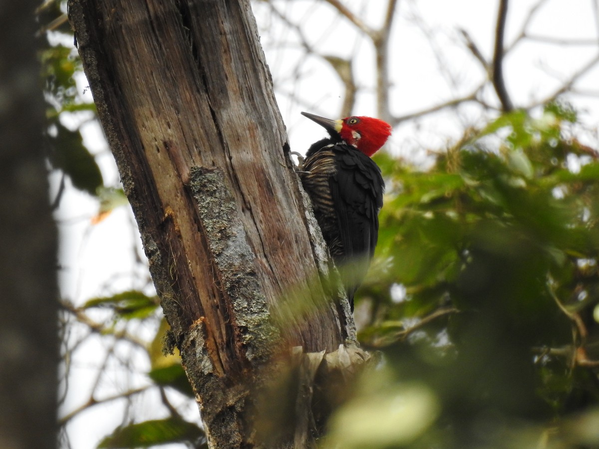 Crimson-crested Woodpecker - Albeiro Erazo Farfán
