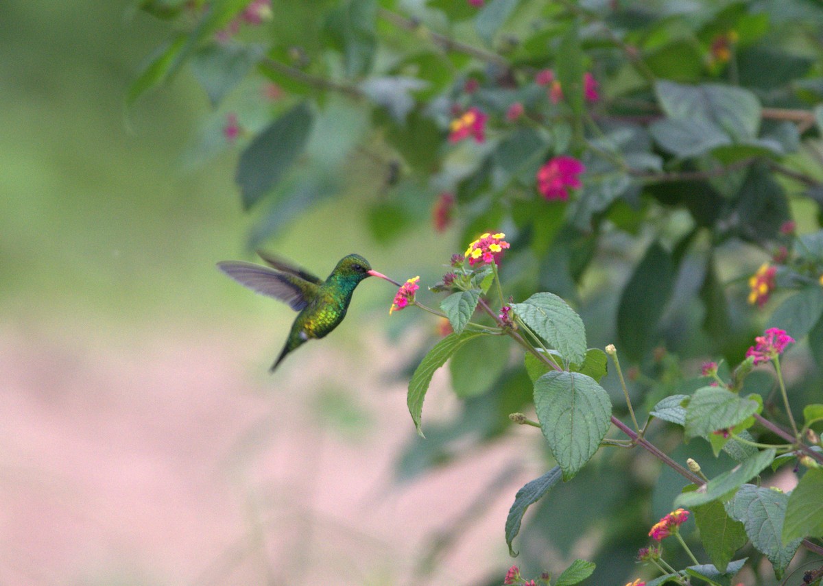 kolibřík lesklobřichý - ML159685301