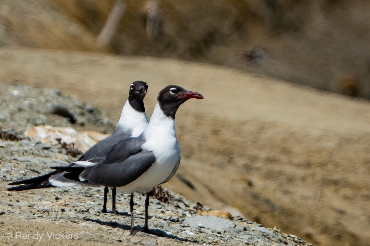 Laughing Gull - Randy Vickers
