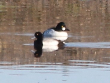 Greater Scaup - Justin Cook