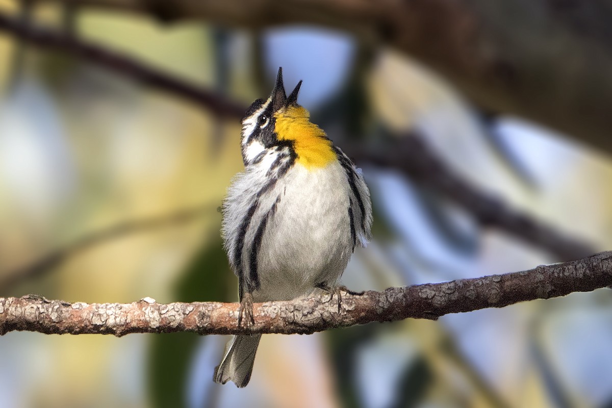 Yellow-throated Warbler - Bradley Hacker 🦜