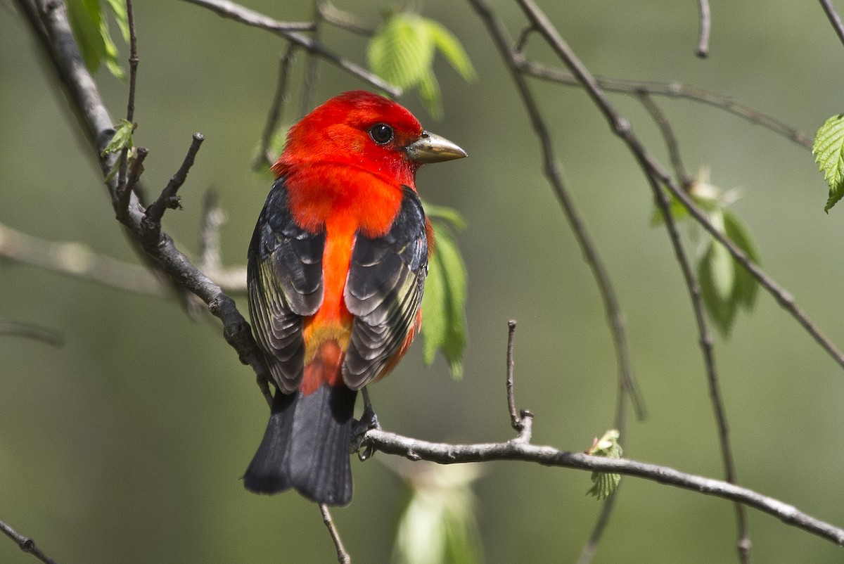 Scarlet Tanager - ML159699131