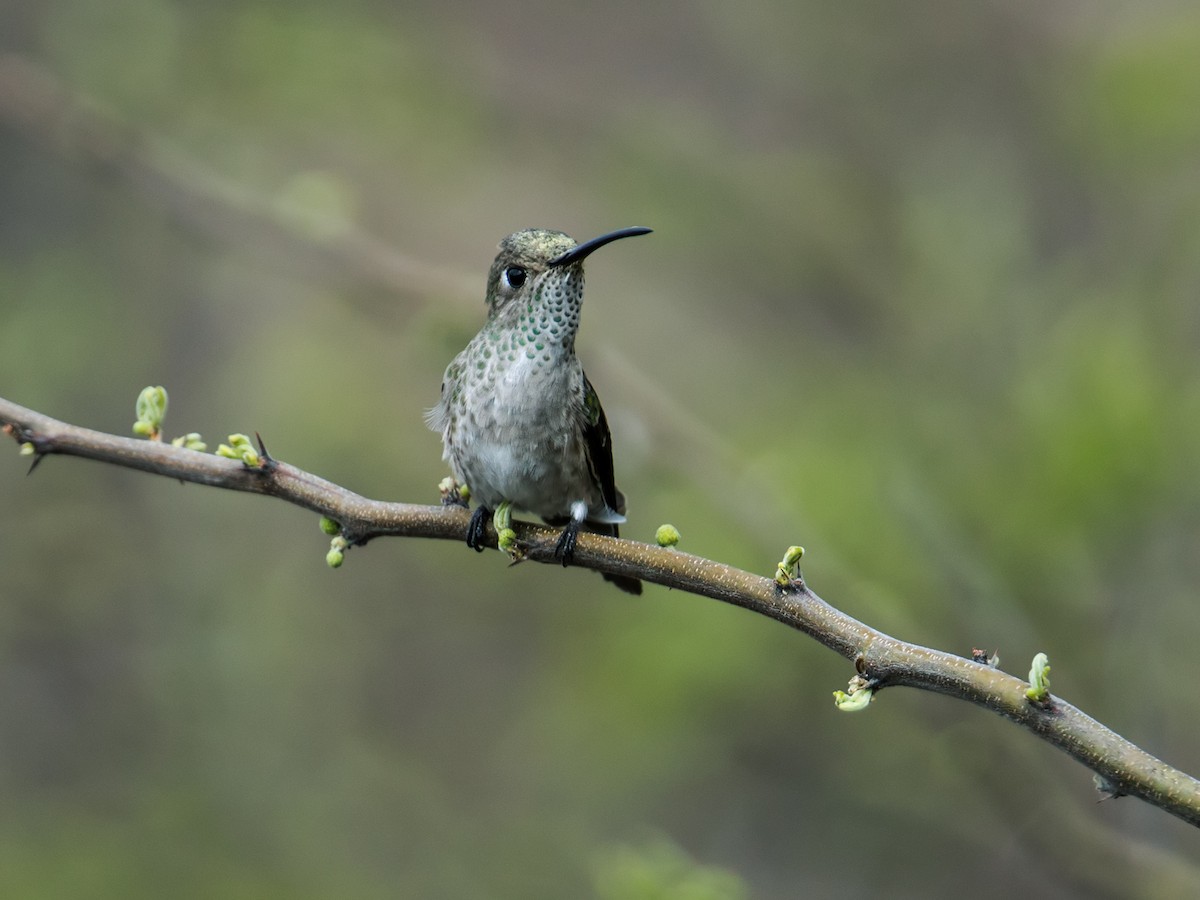 Spot-throated Hummingbird - Nick Athanas