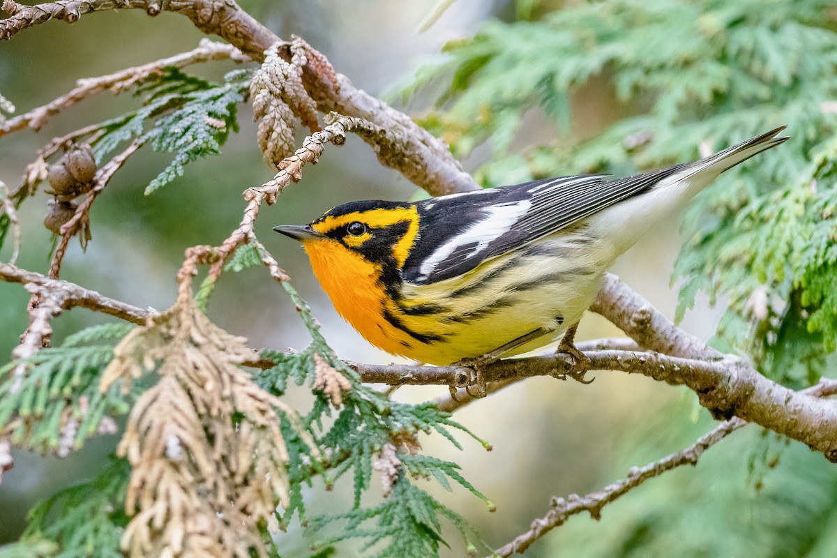 Blackburnian Warbler - Kyle Tansley