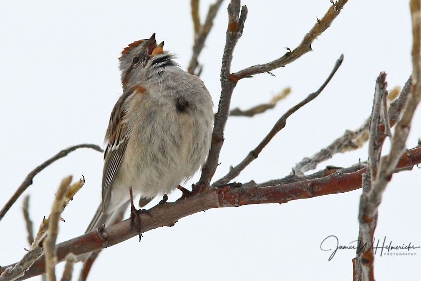 American Tree Sparrow - ML159713471