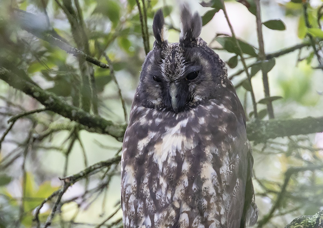 Stygian Owl - Andrés Posada