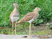 Double-striped Thick-knee - Edwin Mora