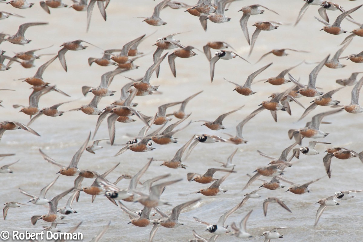 Red Knot - ML159718001