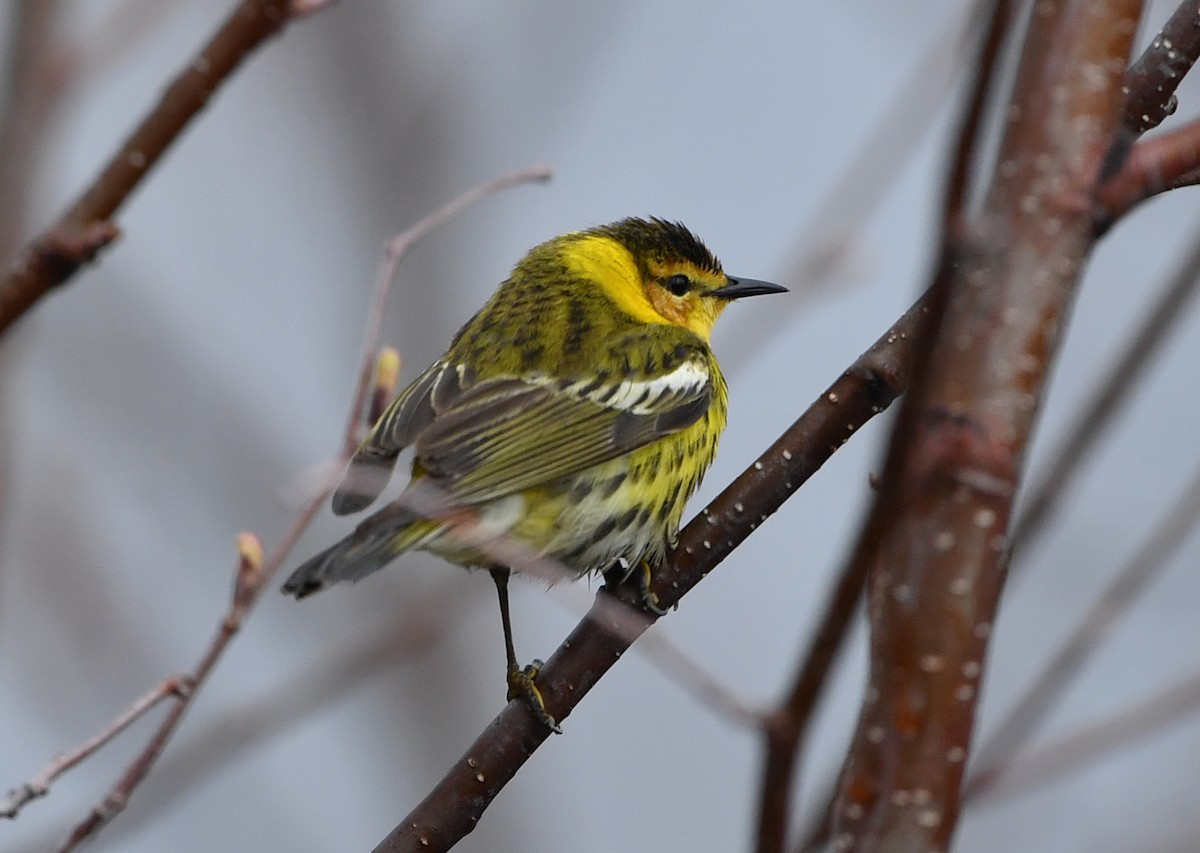 Cape May Warbler - ML159720001