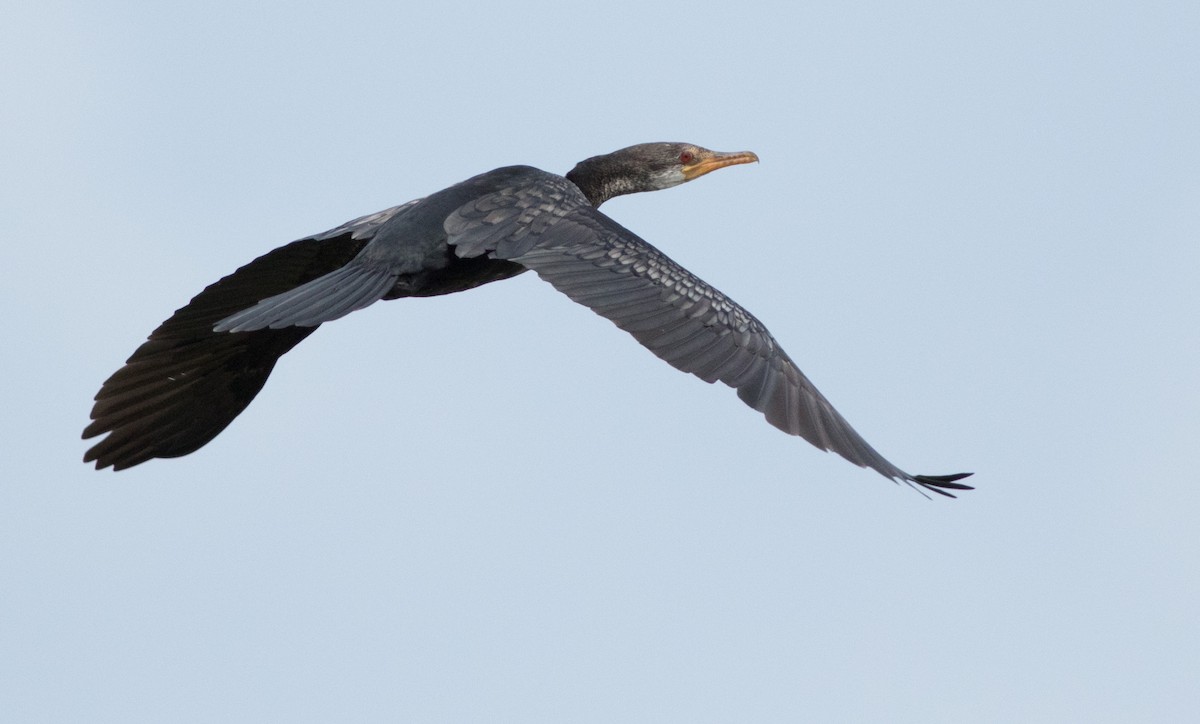 Long-tailed Cormorant - Joachim Bertrands