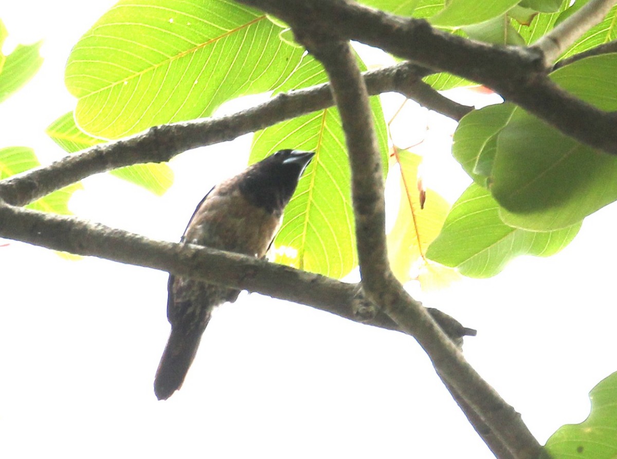 Black-throated Munia - Coimbatore Nature Society