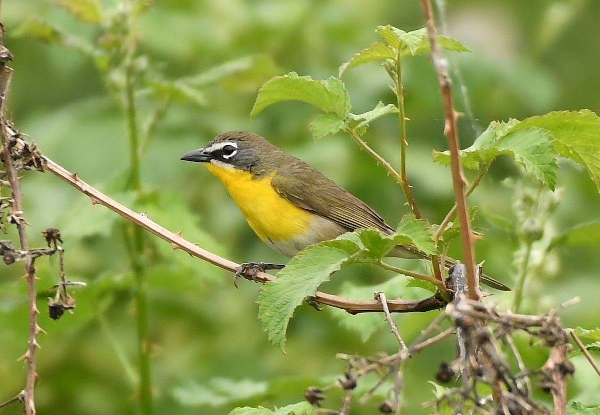 Yellow-breasted Chat - ML159722251