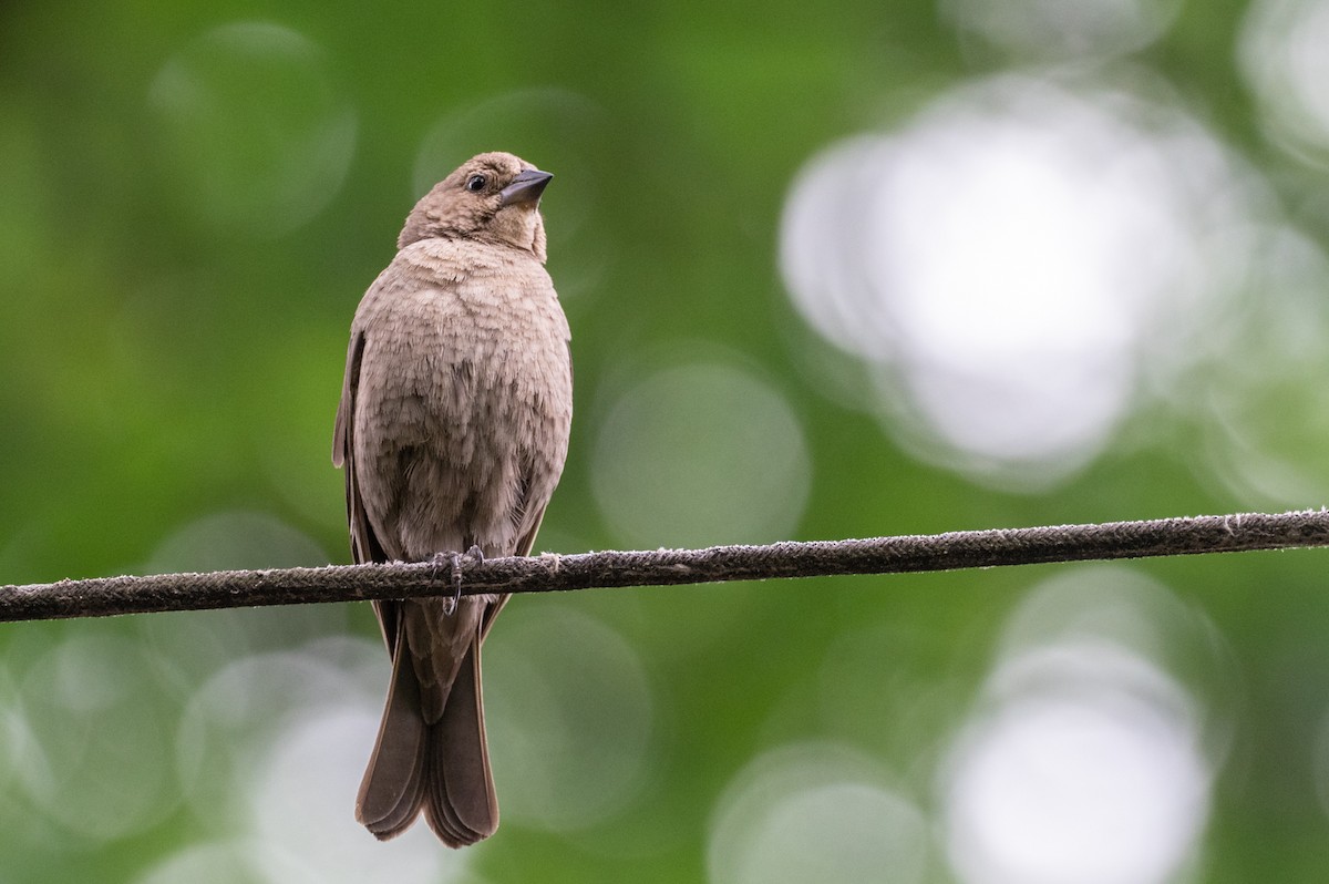 Brown-headed Cowbird - Forest Botial-Jarvis