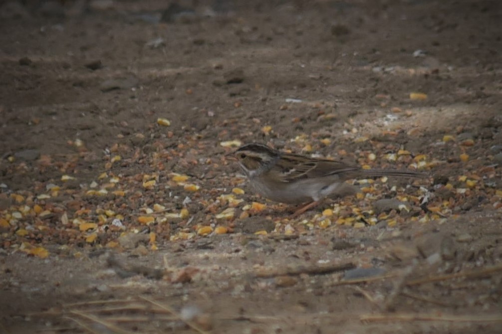 Clay-colored Sparrow - ML159725061