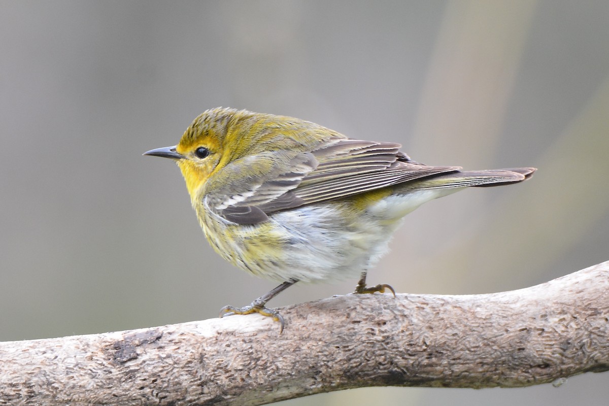 Cape May Warbler - ML159725481