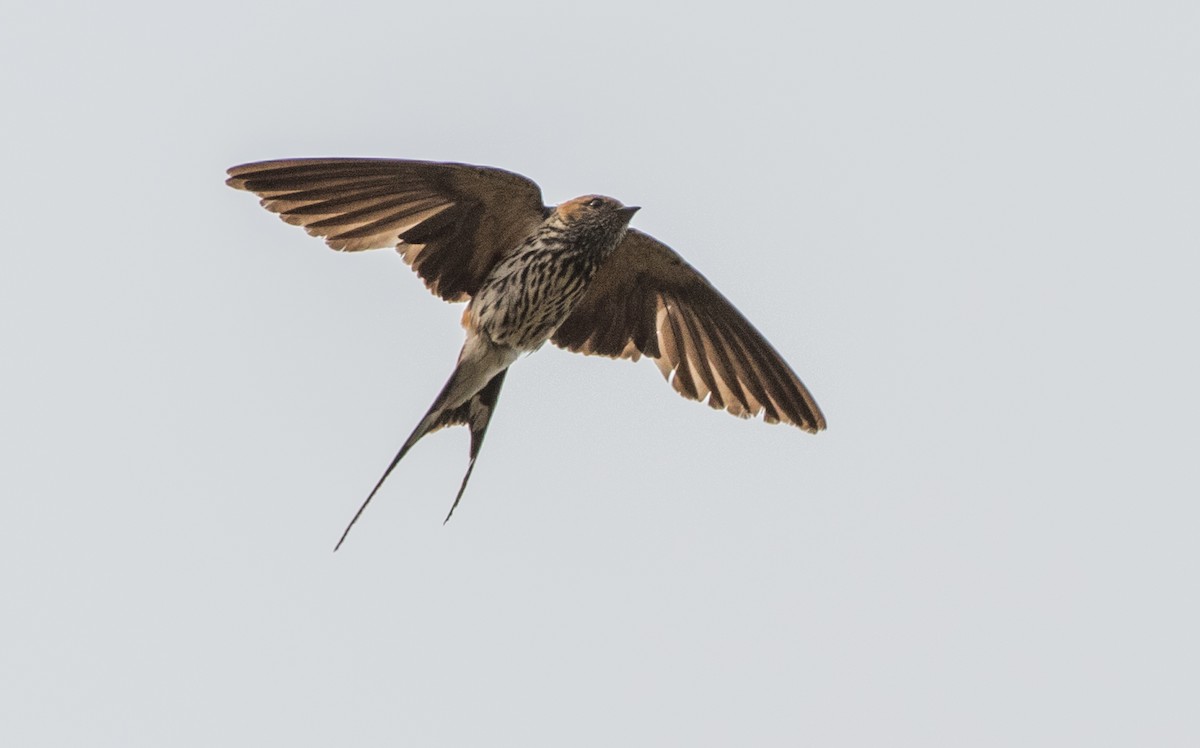 Lesser Striped Swallow - Joachim Bertrands