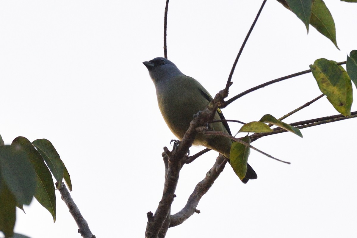 Yellow-winged Tanager - ML159726611