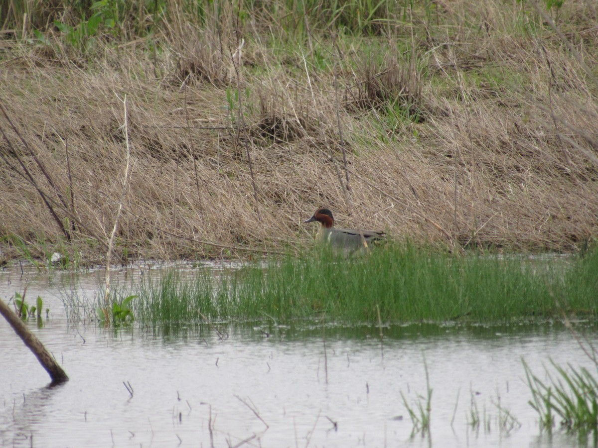 Green-winged Teal - ML159728061