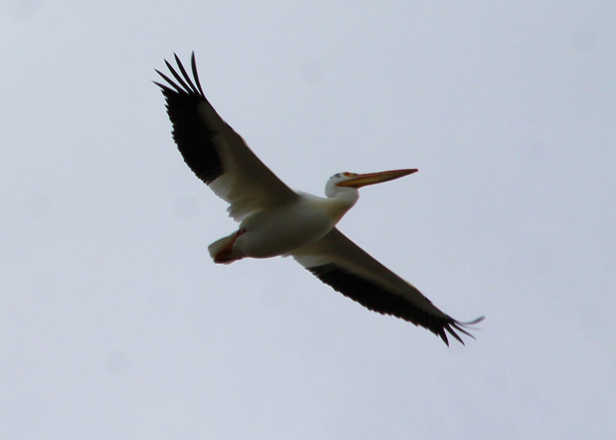 pelikán severoamerický - ML159729201