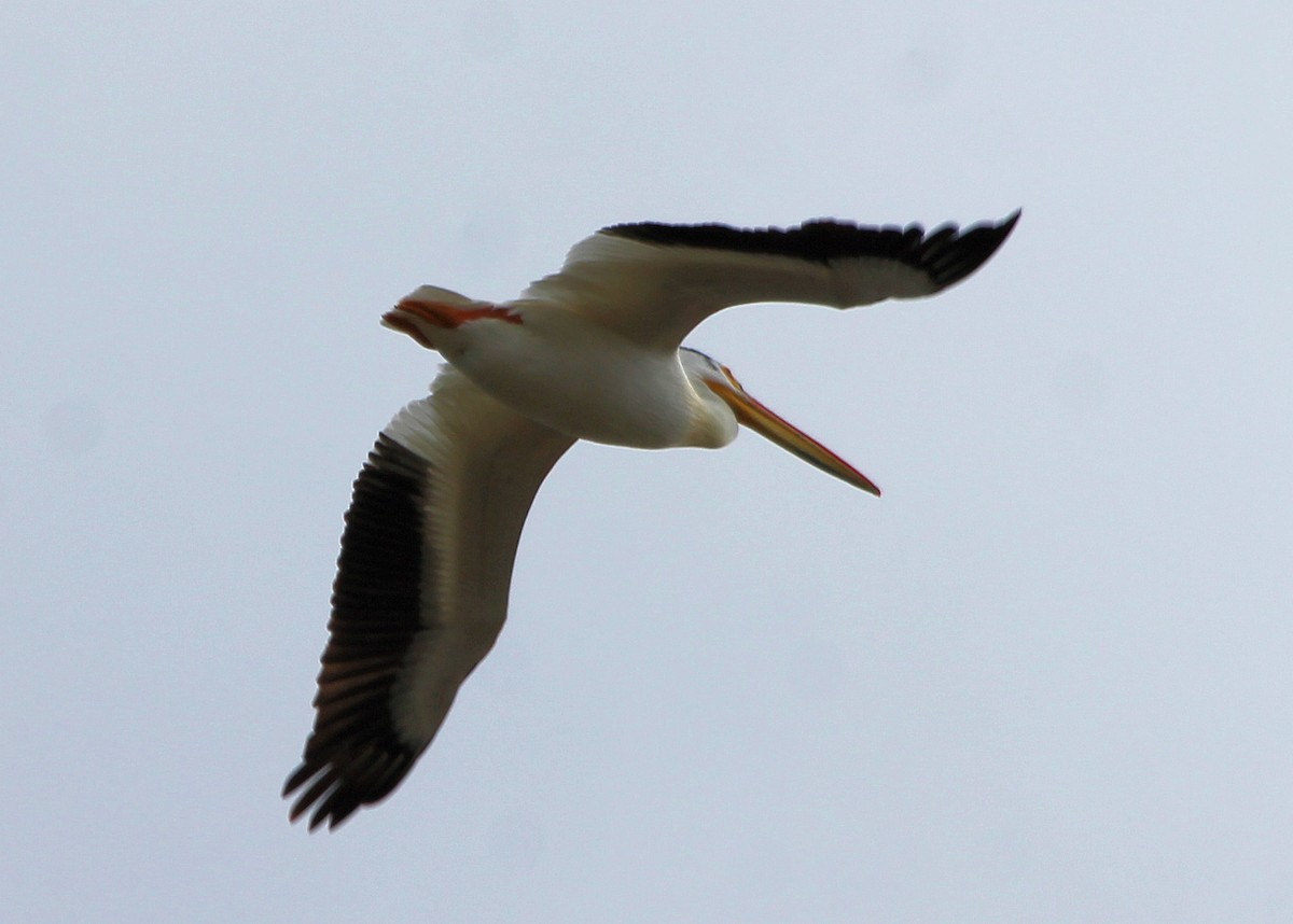 pelikán severoamerický - ML159729231