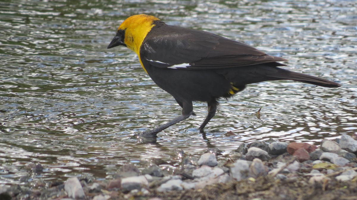 Yellow-headed Blackbird - ML159732091