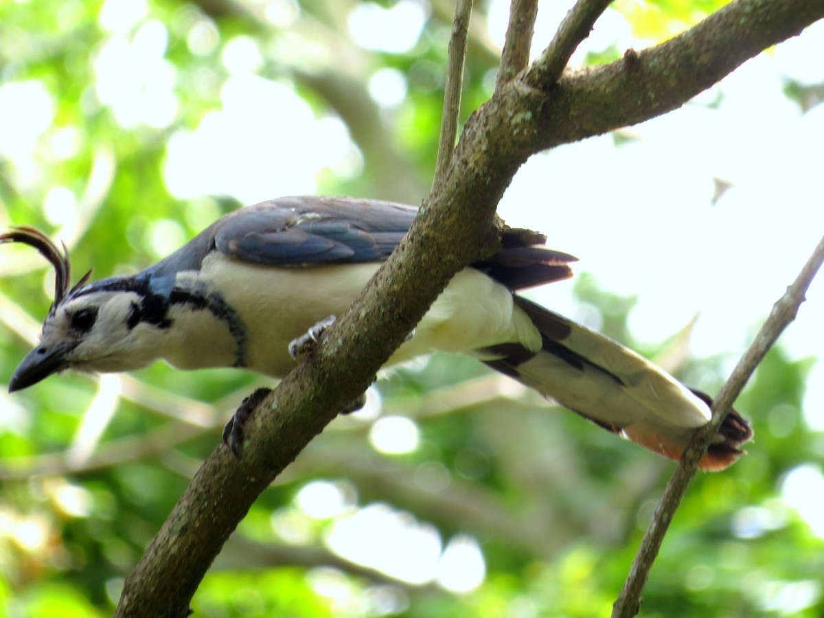White-throated Magpie-Jay - ML159734071