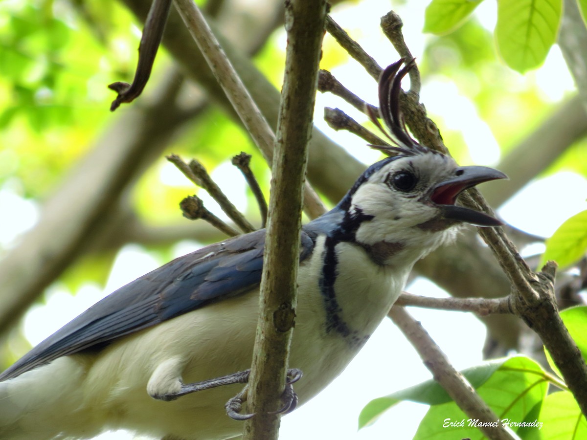 White-throated Magpie-Jay - ML159734081
