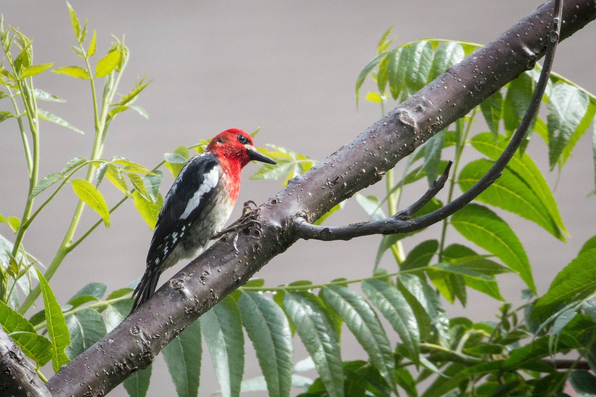 Red-breasted Sapsucker - ML159735261