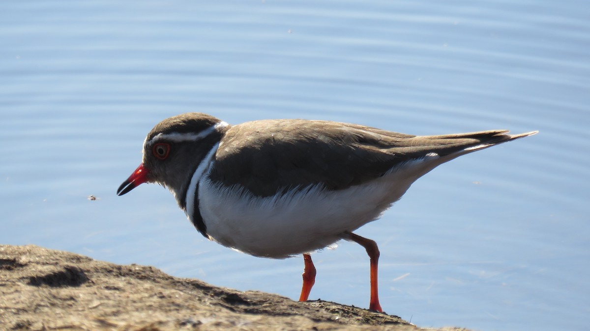 Three-banded Plover - ML159735371