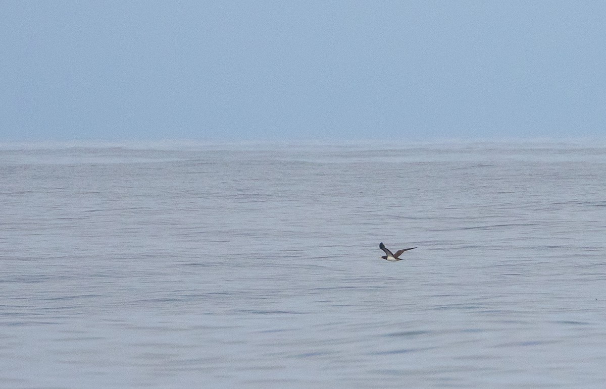 Brown Booby - ML159735701