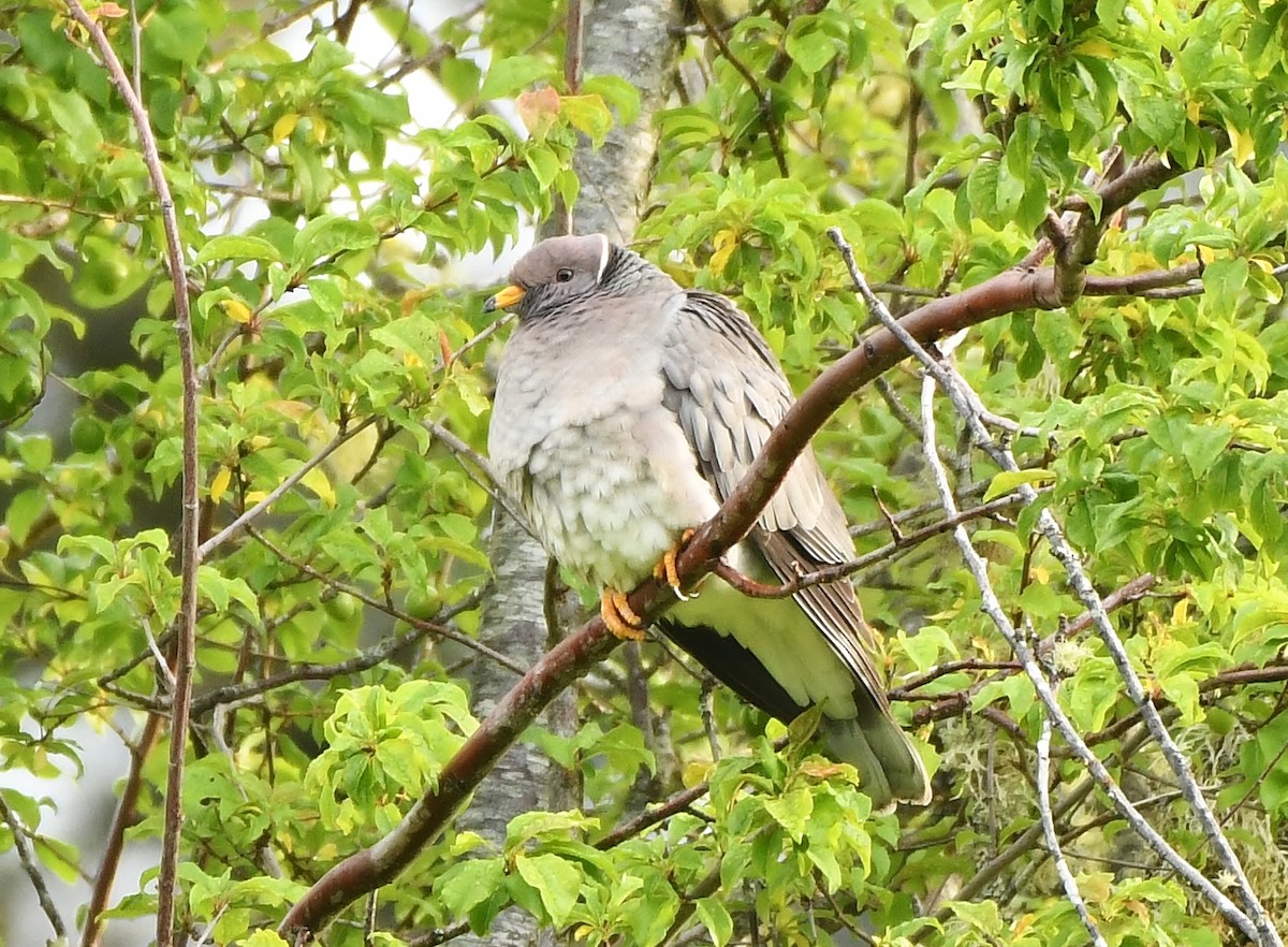 Band-tailed Pigeon - ML159736191